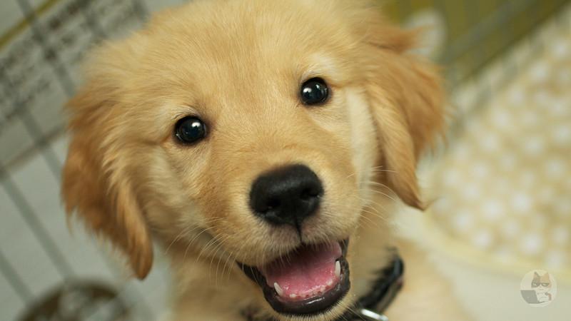 【画像】大型犬の子犬ってぬいぐるみみたい