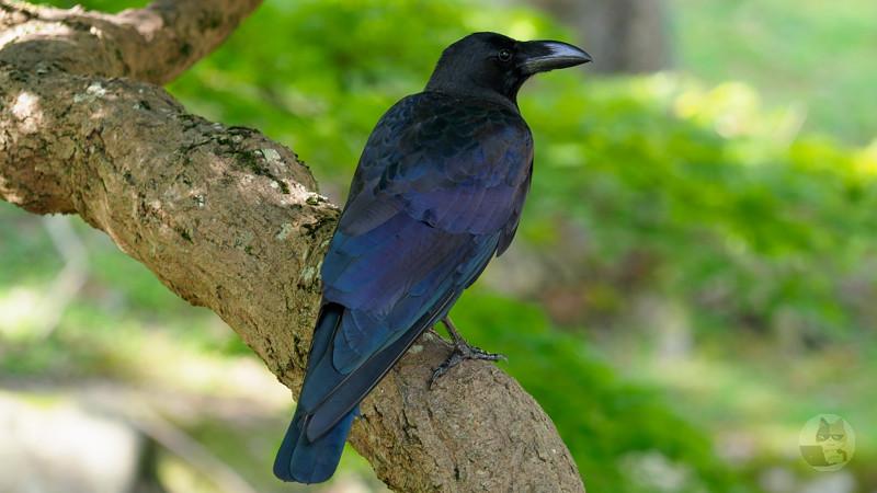 【動画】【悲報】動物最強知能カラスさん、ヒトカスで遊んでしまう