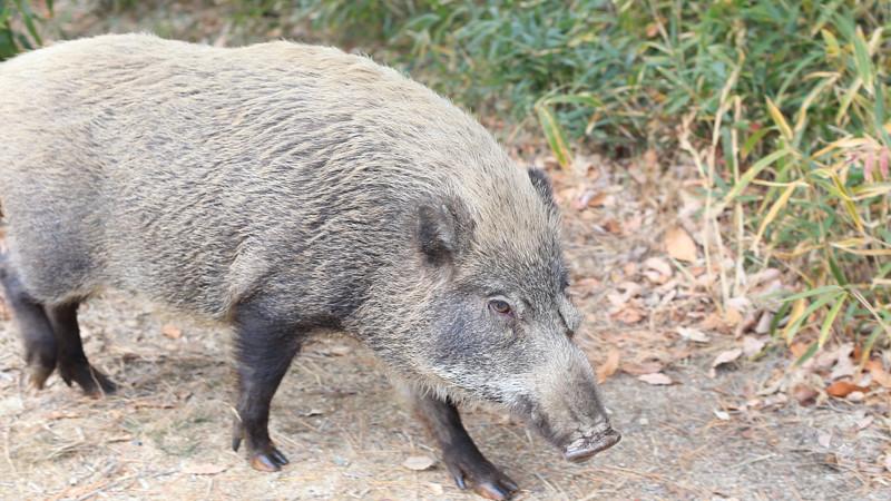 【画像】熊に襲われ死亡←わかる 猪に襲われ死亡←これ