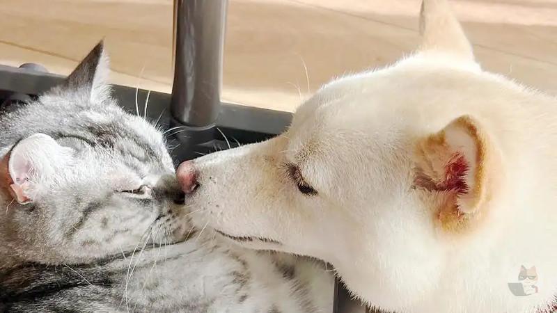 【画像】イヌって可愛すぎんか??