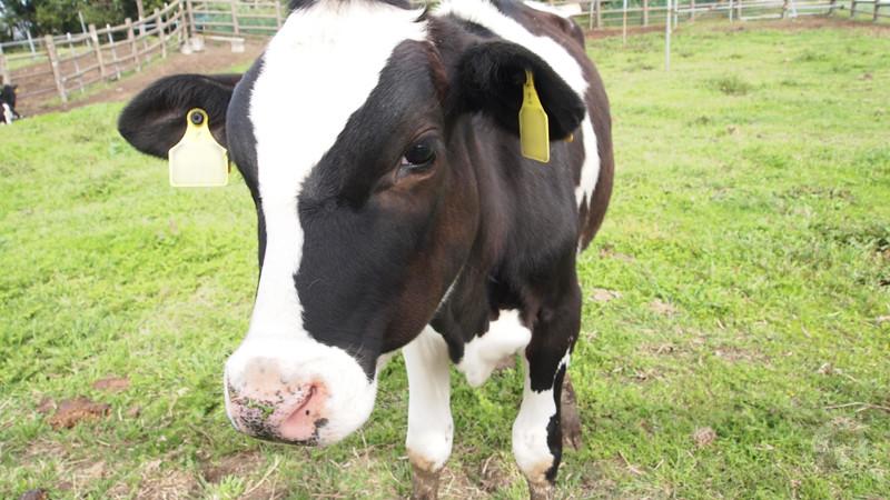 【画像】オーストラリアに巨大な牛が現れてしまう