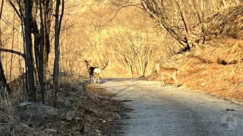 【なんJハイキング部】山に登って来たから画像貼るで