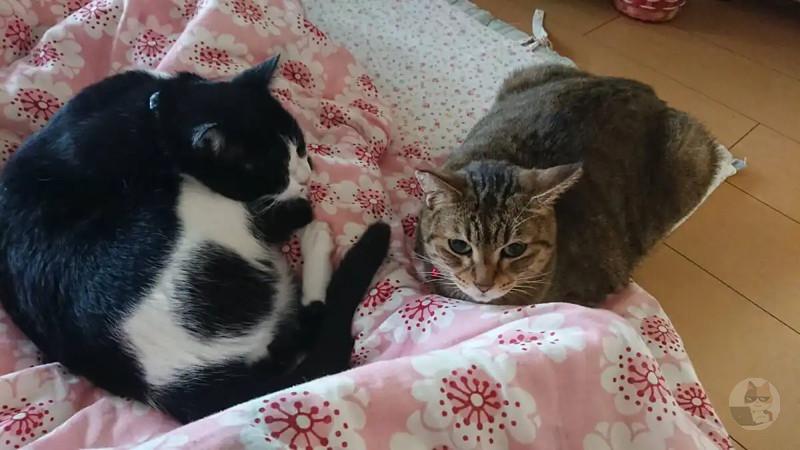 【画像多め】うちのネッコ