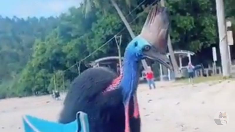 【動画】ヒクイドリ「お前ネットで俺のこと馬鹿にしてたよな?」