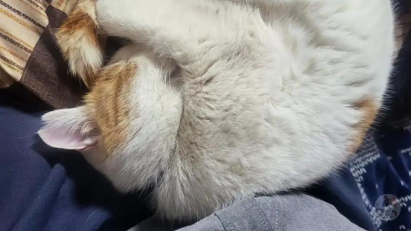 【画像】まいど猫が膝に乗って寝るんだがコイツ何が楽しいんだ?
