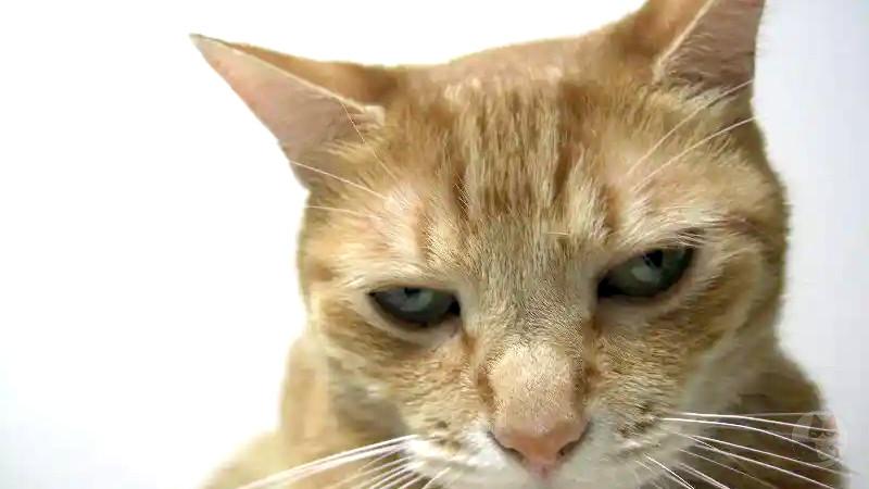 【画像】猫ちゃんがご機嫌ななめ