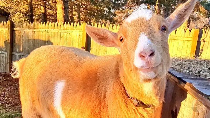 【画像】合鴨とかヤギとか飯食ってるだけで働いたことになって褒められるからいいよな