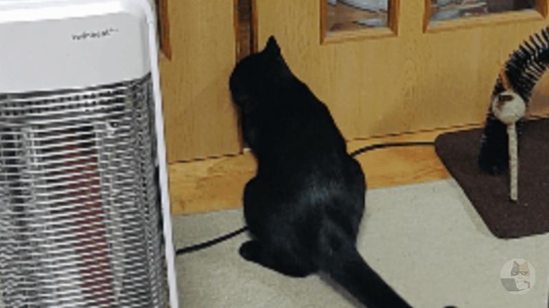 猫が普通に引き戸開けて入ってくるから思わず笑っちゃう