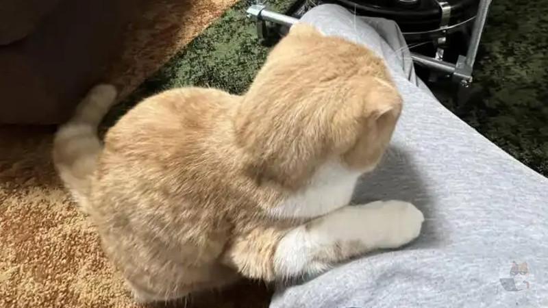 【画像】俺のネッコ