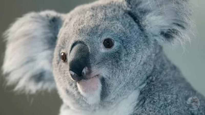 【画像】コアラさん 馬鹿だった