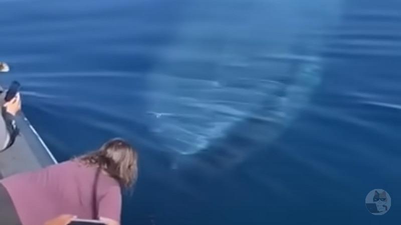 【動画】クジラ、ちょっとこわい