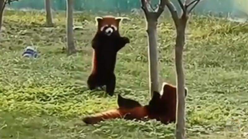 【動画】庭にタヌキの親子が出て草wwwwwwwww