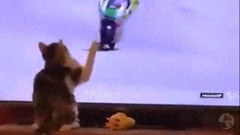 【動画】猫のgif