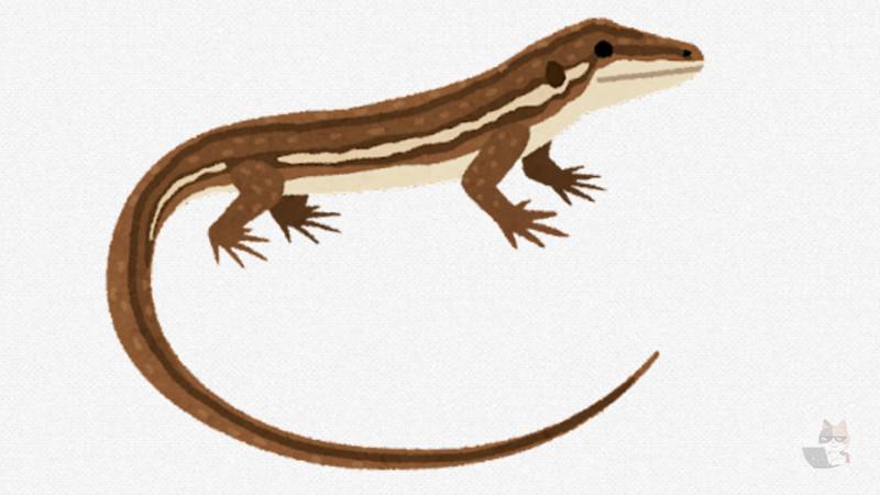 【動画】トカゲの喧嘩、激しすぎる