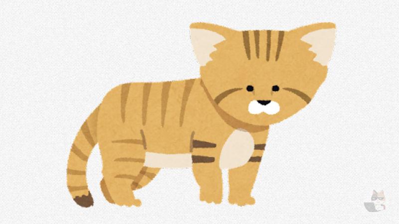 【画像】スナネコの赤ちゃん、砂漠の天使すぎる