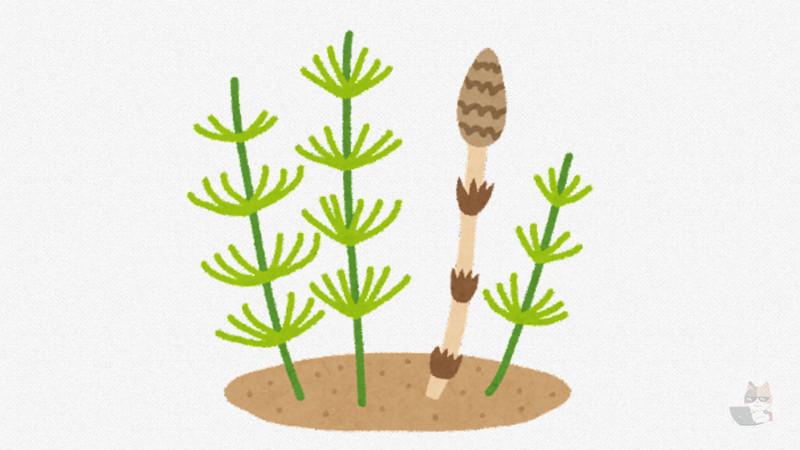 【画像】彡(^)(^)お昼やしつくし食べるで