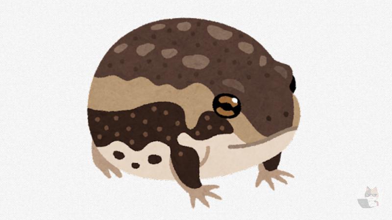 【画像】アメフクラガエルのケツwww