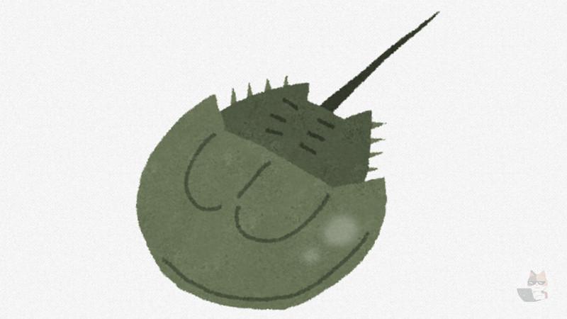 【動画】カブトガニ、お前らの100倍仲間思い