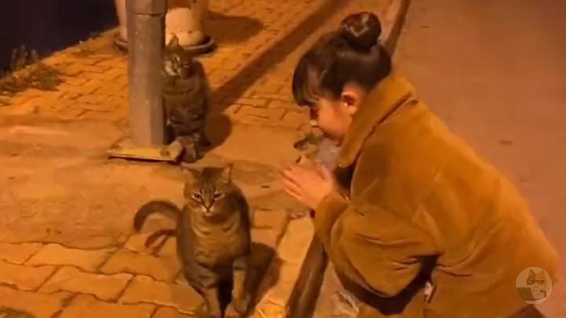 【動画】野良猫と仲良くなる方法が見つかる