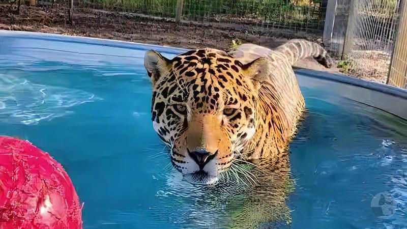 【動画】ジャガー、ワニに負けてしまうwwwwwwwwwwwwwwwwwwwwwwwww