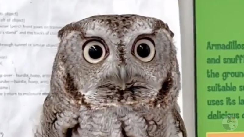 【朗報】フクロウ、かっこよすぎるwwwwwwwww