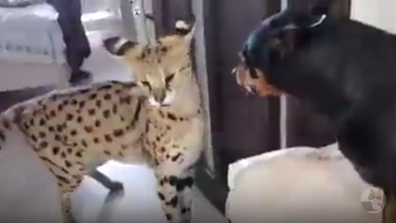 【動画】心優しきニャンニャン発見される