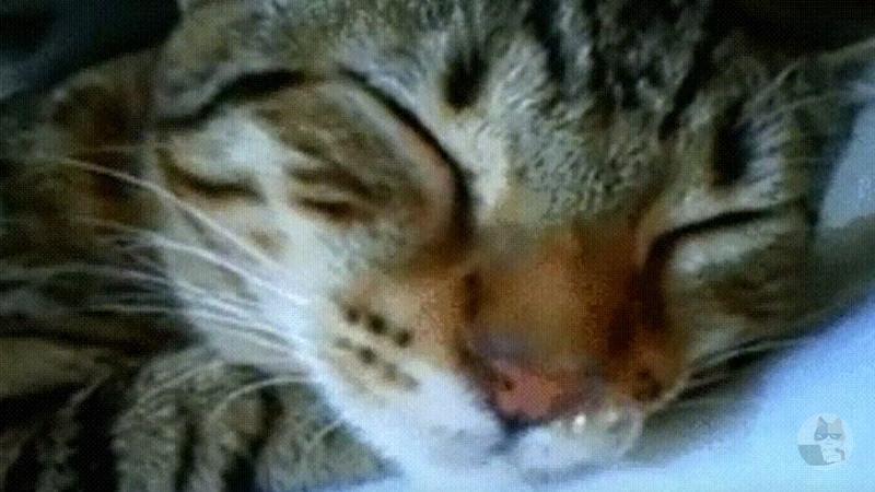 【gif画像】猫系最強gifってこれだよな?