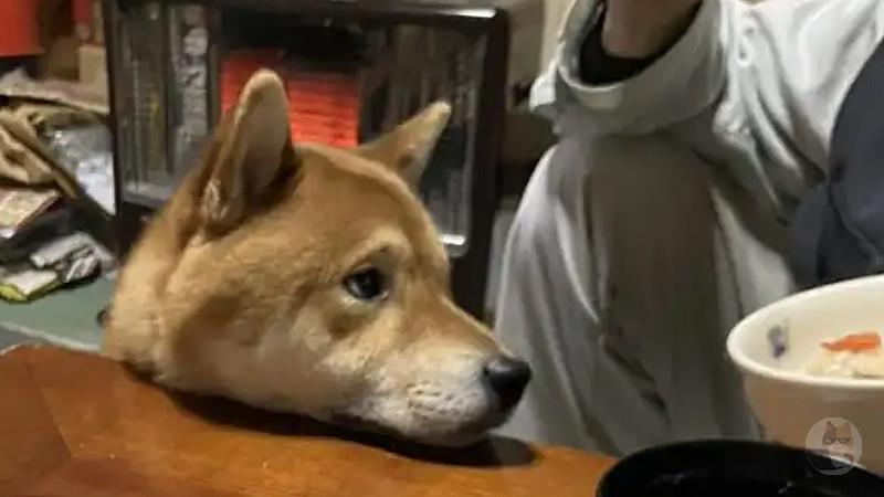 【画像】親父が立膝ついて飯を食うんだが