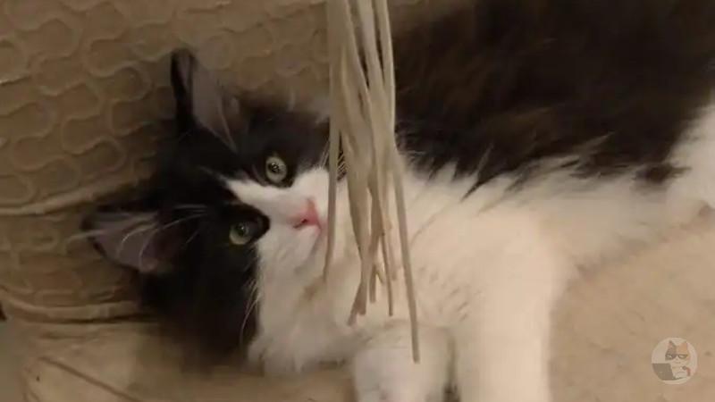 【画像】猫カフェって全然触らせてくれないよな