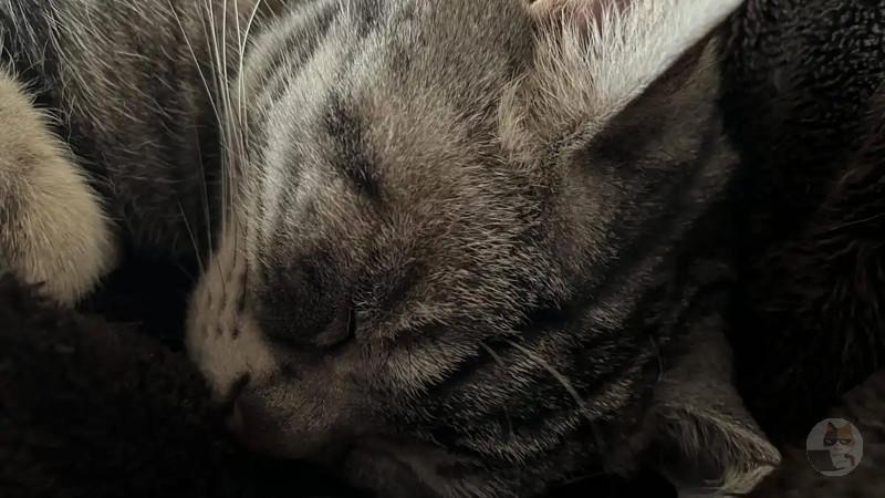 【画像】猫から乗られて身動きが取れない🐈