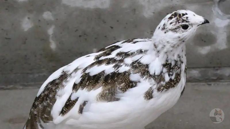 【画像】ライチョウの、足wwwwwwwwwwwwwwwwww