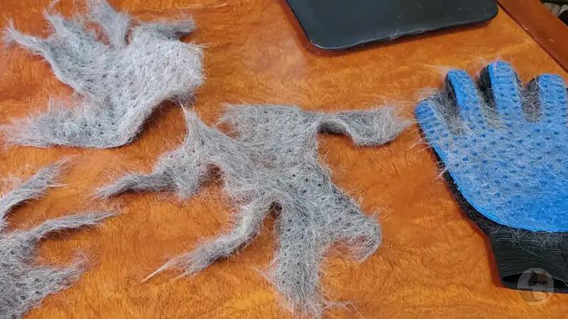 【画像】猫が増えたよ!