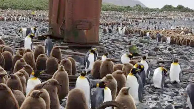 【画像】ペンギンが繁栄した理由、謎すぎる