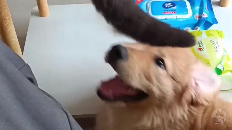 【動画】猫さん、犬にしっぽを噛まれブチギレ
