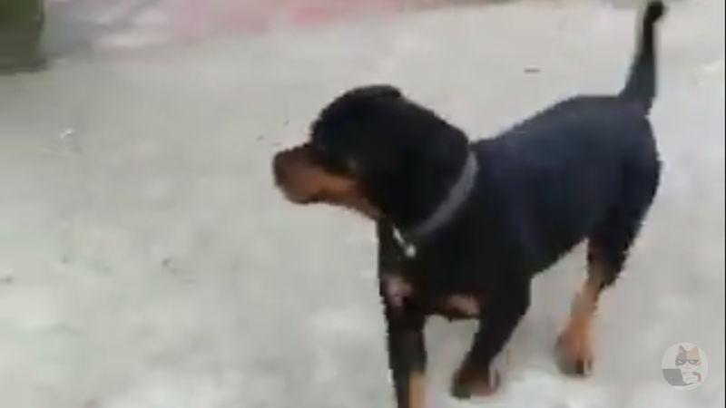 【動画】イッヌ「あっ、ワイのご主人さん溺れてるやんけ…せや!」→驚愕の行動にwwwwwwwww