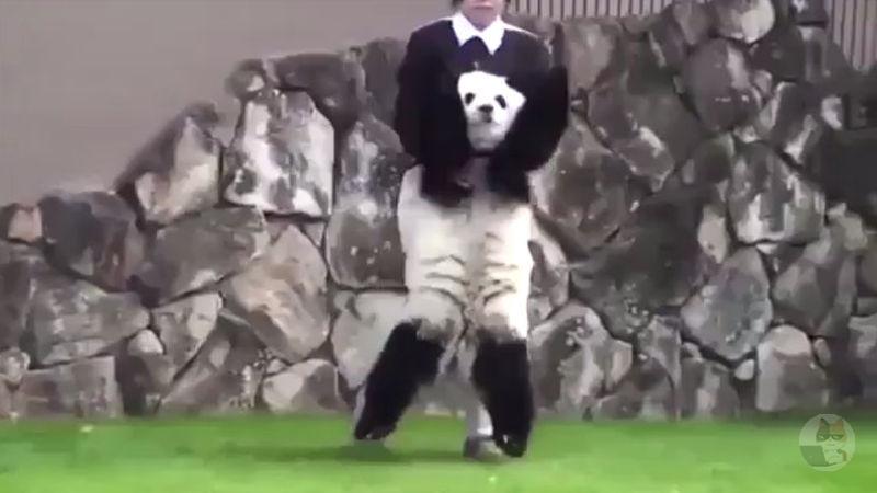 【悲報】パンダの飼育、面倒臭すぎる