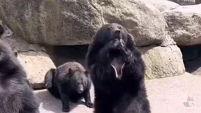 【動画】熊牧場の熊さん、とんでもない行動にでてしまう