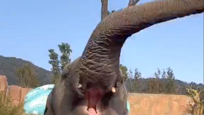 【動画】象さん、楽しそう