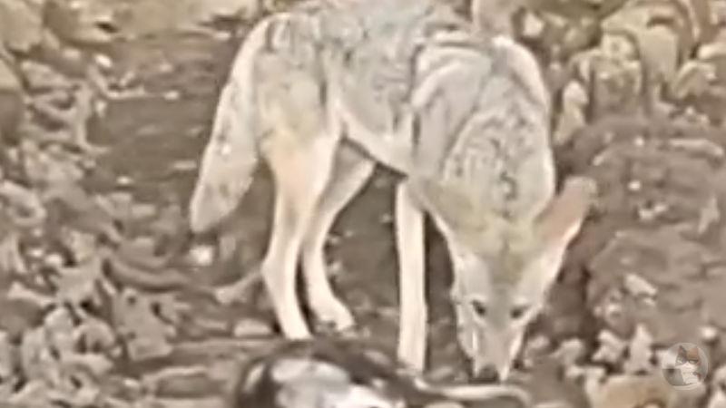 【動画】イッヌ、オポッサムを捕まえる