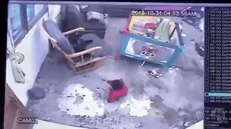 【動画】ネッコ、階段に向かった赤ちゃんを全力で止める