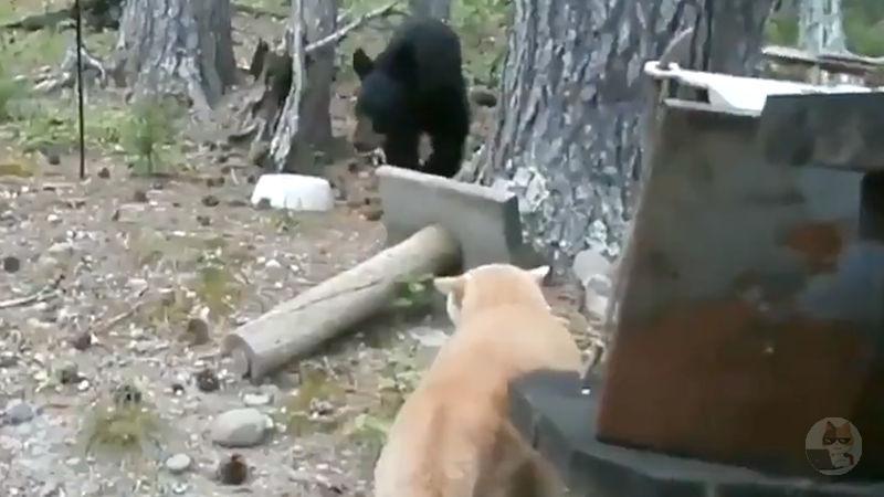 【動画】猫さまの縄張りに侵入した熊さん、ビビり散らかしてしまうｗ