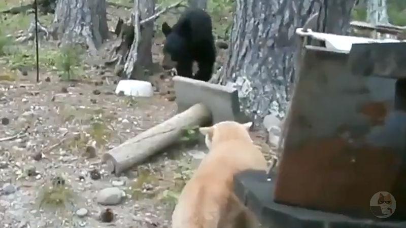 【動画】猫さまの縄張りに侵入した熊さん、ビビり散らかしてしまうw