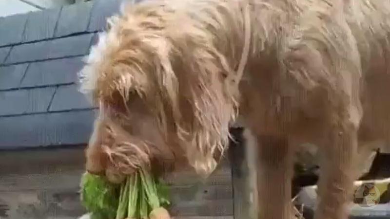 【動画】犬さん、他の動物に餌をあげてしまう