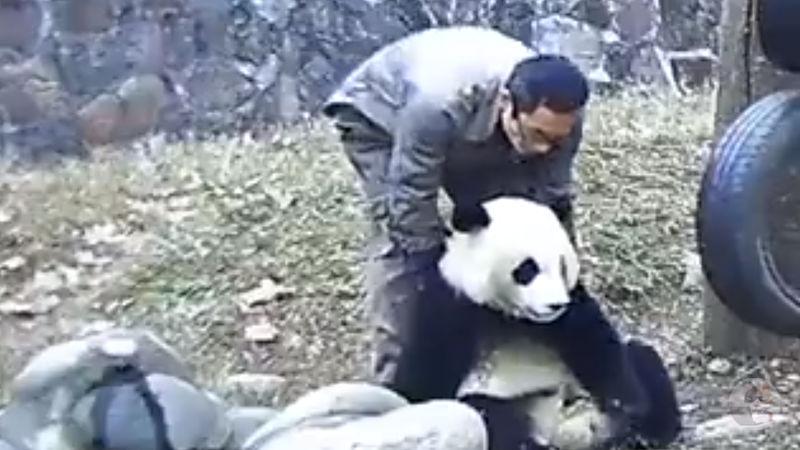 【動画】喉にニンジンを詰まらせてしまったパンダ、飼育員が200キロ超の巨体を持ち上げて救う