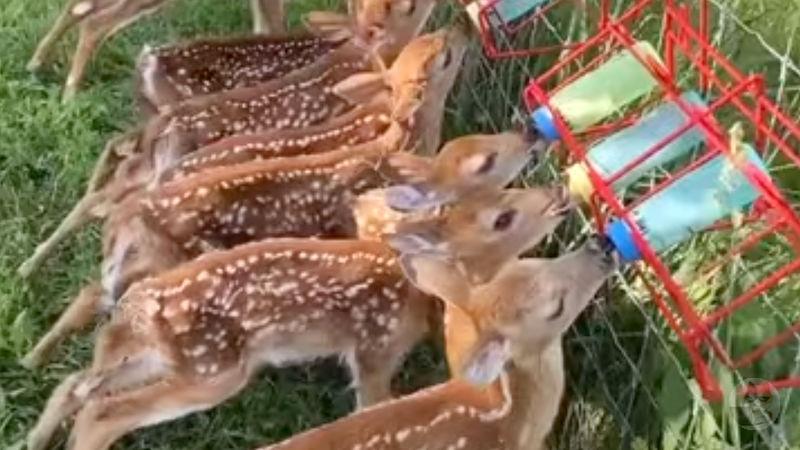 【動画】最近鹿の赤ちゃんの動画よく見てるけどかわいすぎて草