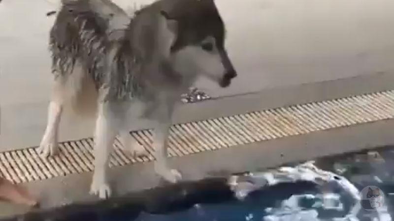 【動画】🐕🦺「イヤや!水入りたくないンゴォォォ!」🐕「ほーい」ザバーン!