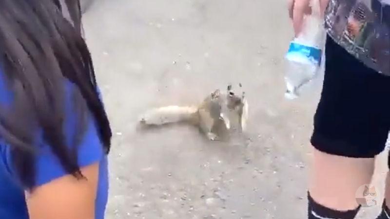 【動画】野生のリス、人間に水をねだるwww