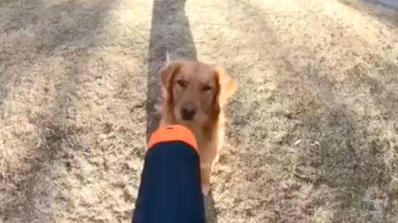 【動画】イッヌ「えっ・・・これ噛むの?噛むのかぁ・・・」