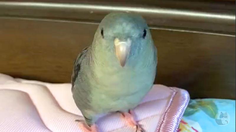 【動画】鳥さんLINE通話をしてしまうwwwwwwwwwwww