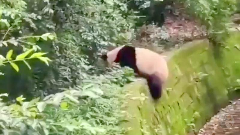 【悲報】パンダさん、コケた腹いせにフロムゲーみたいな行動をする🐼